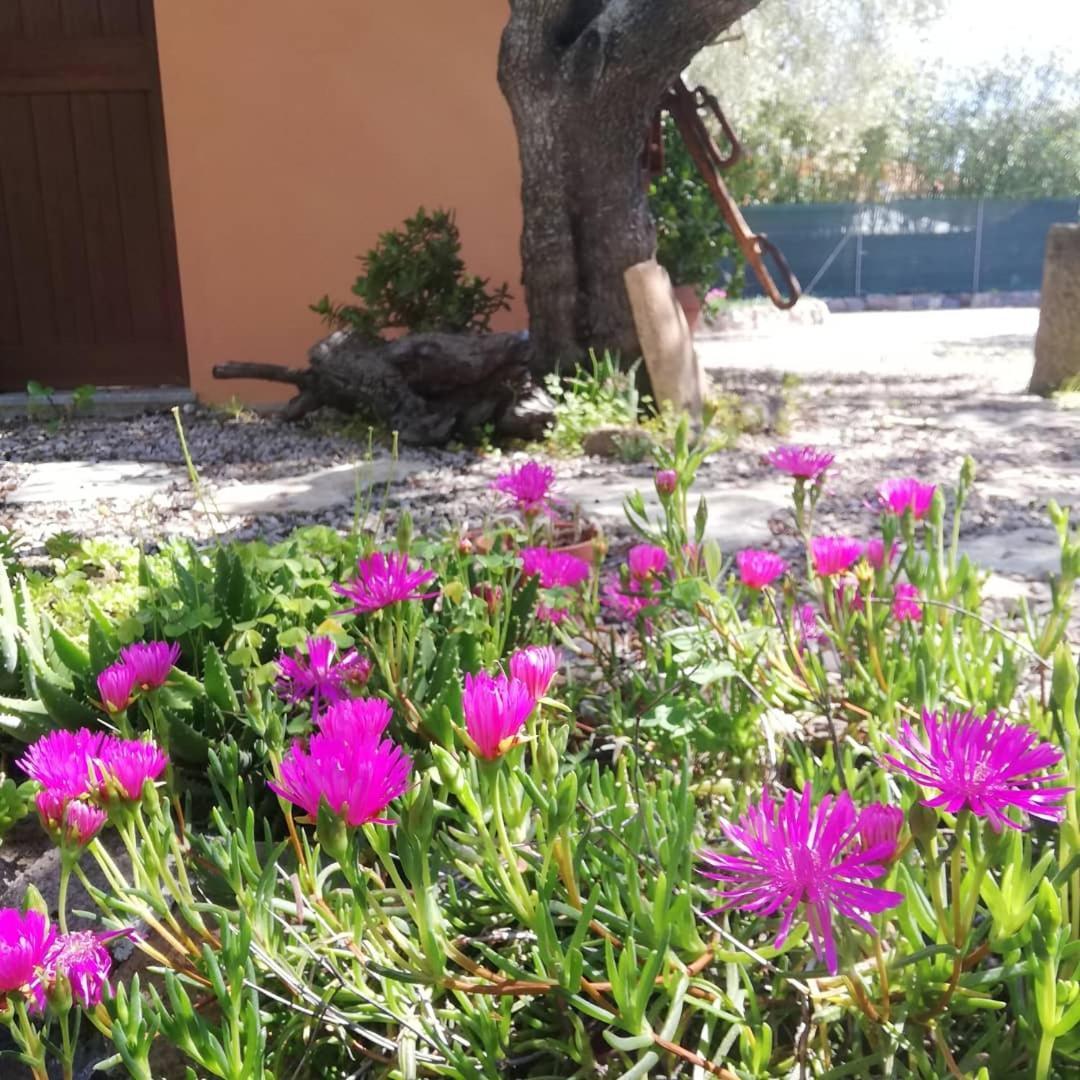 Residenza Uliveto Su Contu Alghero